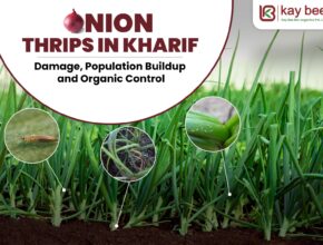 Onion Thrips in Kharif