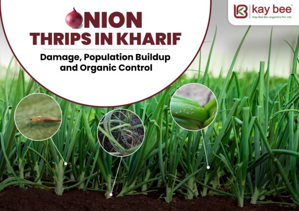 Onion Thrips in Kharif