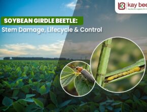 Soybean Girdle Beetle in Kharif