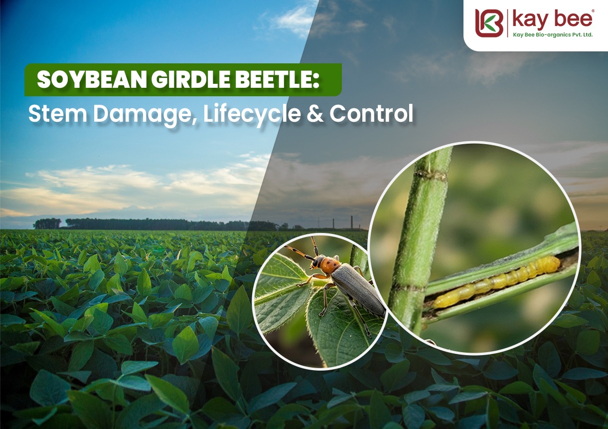 Soybean Girdle Beetle in Kharif