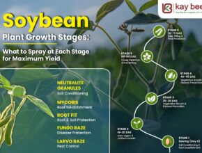 Soybean Plant Growth Stages