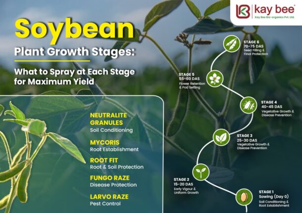 Soybean Plant Growth Stages