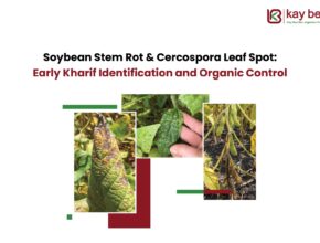 Soybean Stem Rot & Cercospora Leaf Spot
