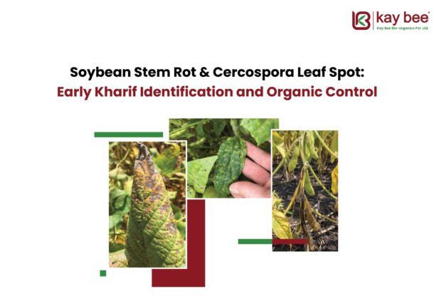 Soybean Stem Rot & Cercospora Leaf Spot