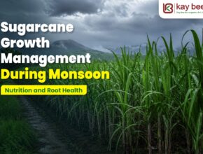 Sugarcane Growth Management During Monsoon