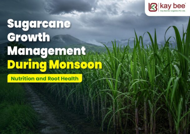 Sugarcane Growth Management During Monsoon
