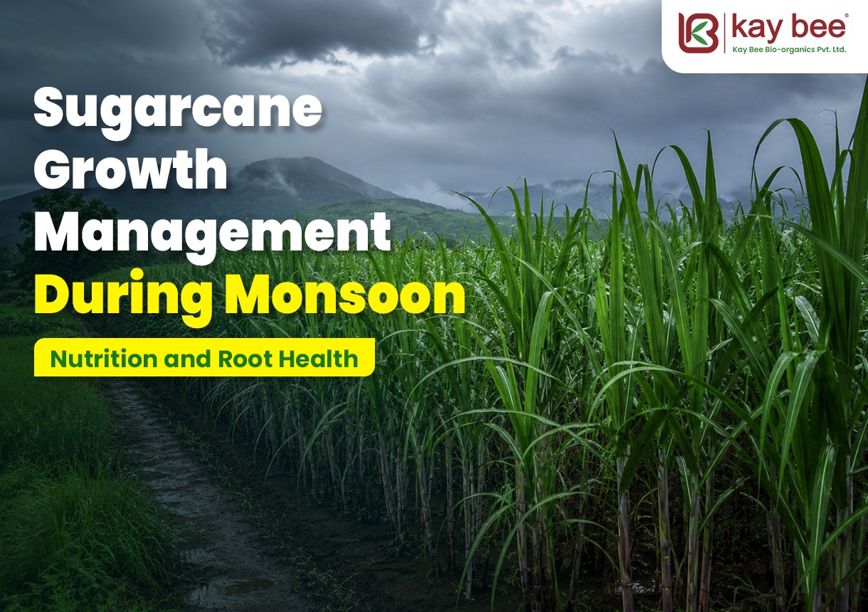 Sugarcane Growth Management During Monsoon