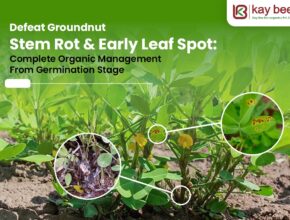 Groundnut Stem Rot & Early Leaf Spot