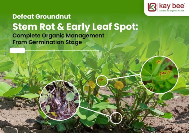 Groundnut Stem Rot & Early Leaf Spot