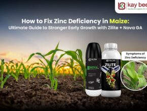 How to Fix Zinc Deficiency in Maize