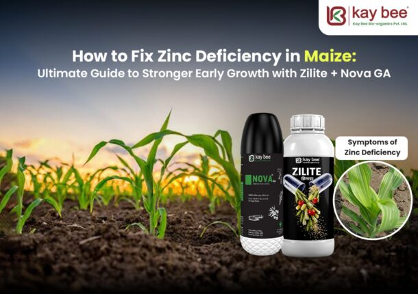 How to Fix Zinc Deficiency in Maize