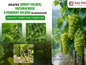 Grapes affected by downy mildew, anthracnose, and powdery mildew during the monsoon season with organic disease management using Downy Raze and Fungo Raze.