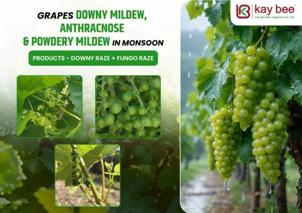 Grapes affected by downy mildew, anthracnose, and powdery mildew during the monsoon season with organic disease management using Downy Raze and Fungo Raze.