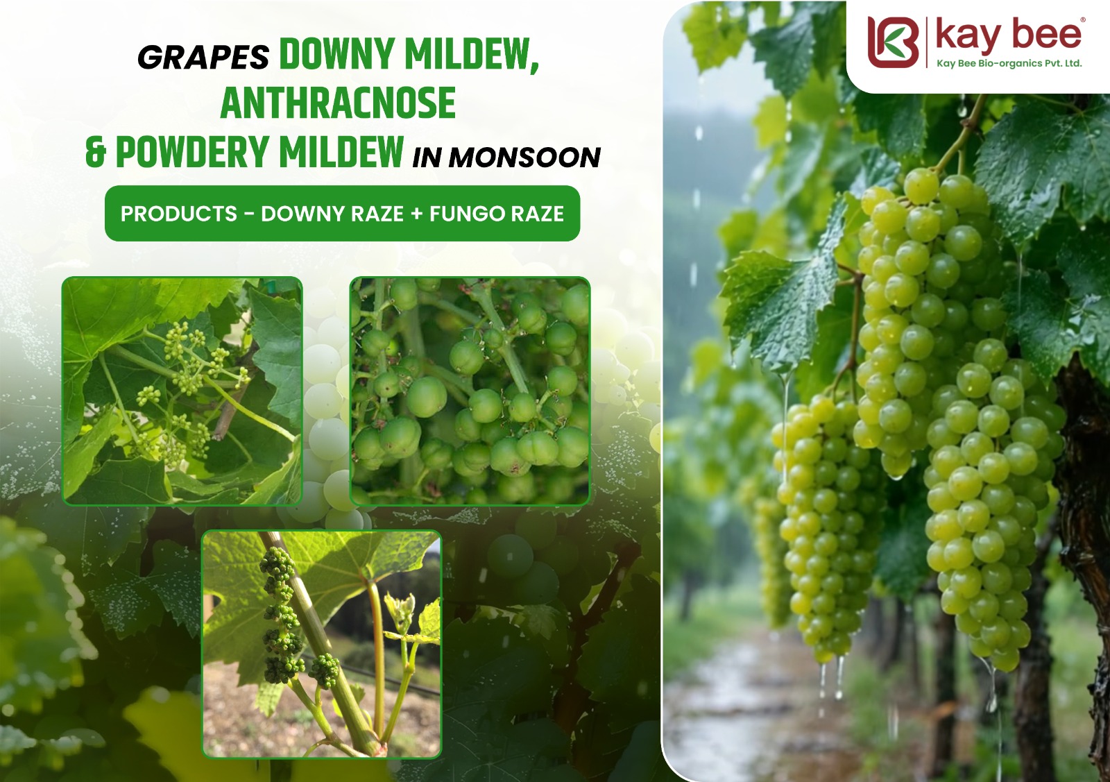 Grapes affected by downy mildew, anthracnose, and powdery mildew during the monsoon season with organic disease management using Downy Raze and Fungo Raze.