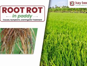 Root Rot in Paddy
