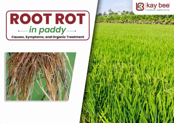 Root Rot in Paddy