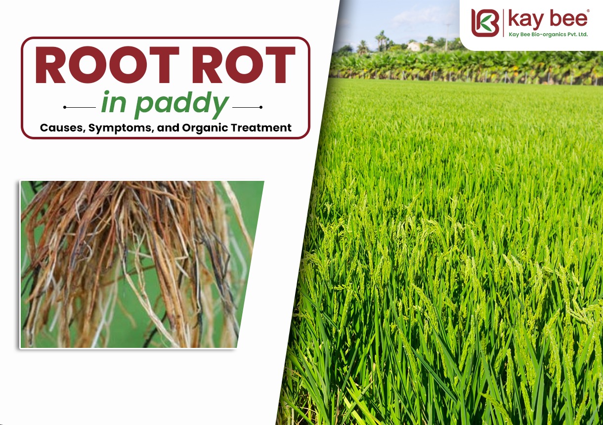Root Rot in Paddy