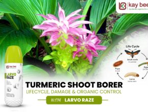 Turmeric Shoot Borer lifecycle showing egg, larva, pupa, and adult moth stages with organic control using Larvo Raze bio-insecticide.
