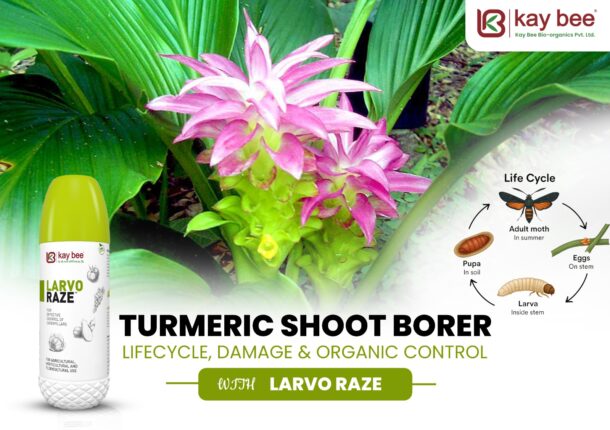 Turmeric Shoot Borer lifecycle showing egg, larva, pupa, and adult moth stages with organic control using Larvo Raze bio-insecticide.