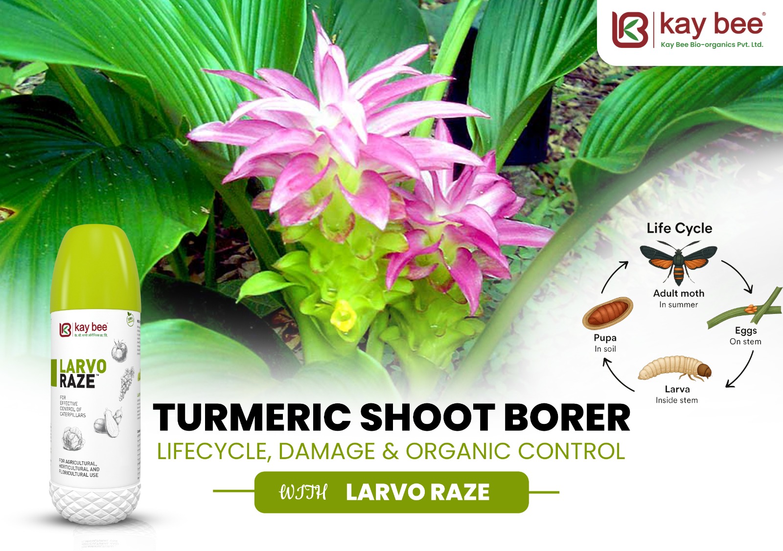 Turmeric Shoot Borer lifecycle showing egg, larva, pupa, and adult moth stages with organic control using Larvo Raze bio-insecticide.