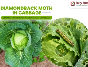 Diamondback Moth in Cabbage Organic Control with Larvo Raze + OrgaNeem