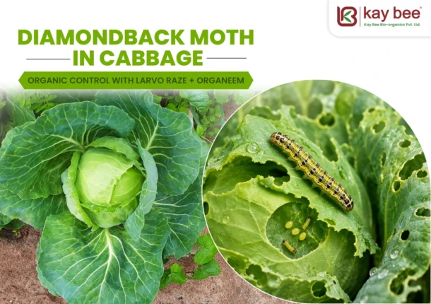Diamondback Moth in Cabbage Organic Control with Larvo Raze + OrgaNeem