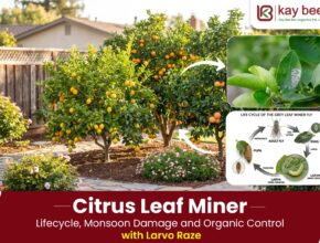 Citrus Leaf Miner