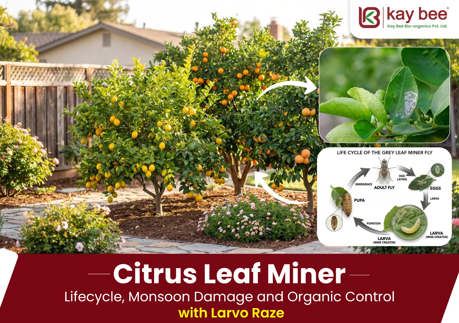 Citrus Leaf Miner