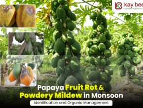 Papaya Fruit Rot & Powdery Mildew