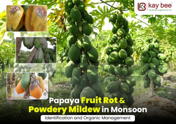 Papaya Fruit Rot & Powdery Mildew