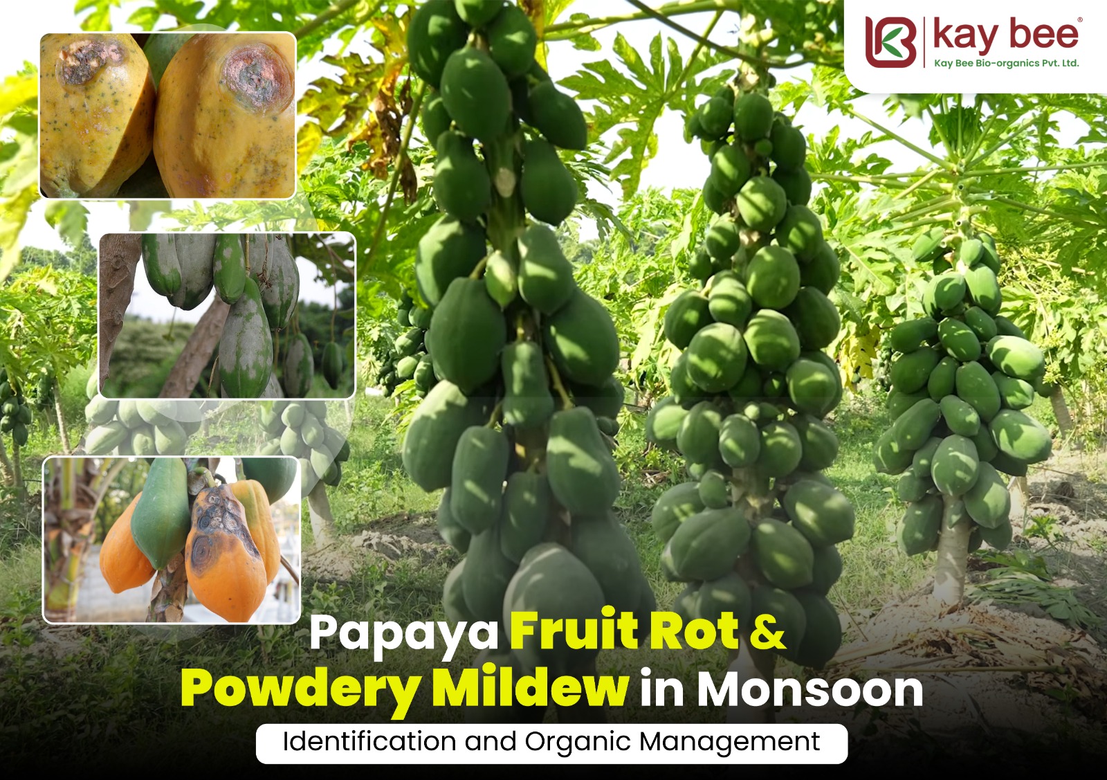 Papaya Fruit Rot & Powdery Mildew