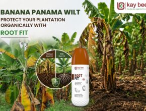 Early Banana Panama Wilt symptoms showing yellow leaves caused by Fusarium wilt disease in a banana plantation.
