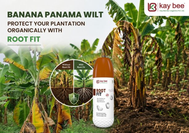 Early Banana Panama Wilt symptoms showing yellow leaves caused by Fusarium wilt disease in a banana plantation.