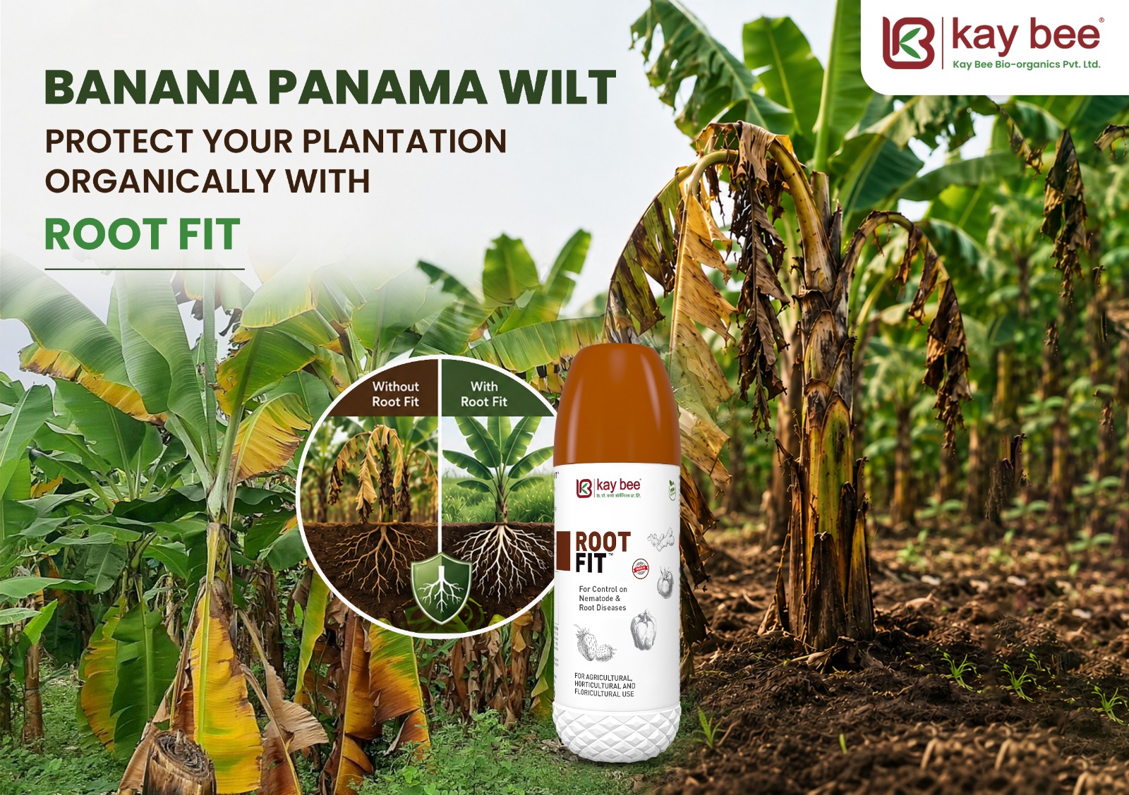 Early Banana Panama Wilt symptoms showing yellow leaves caused by Fusarium wilt disease in a banana plantation.