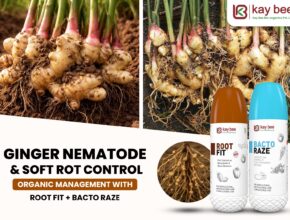 Healthy ginger rhizome with white roots and green tillers free from soft rot and nematodes