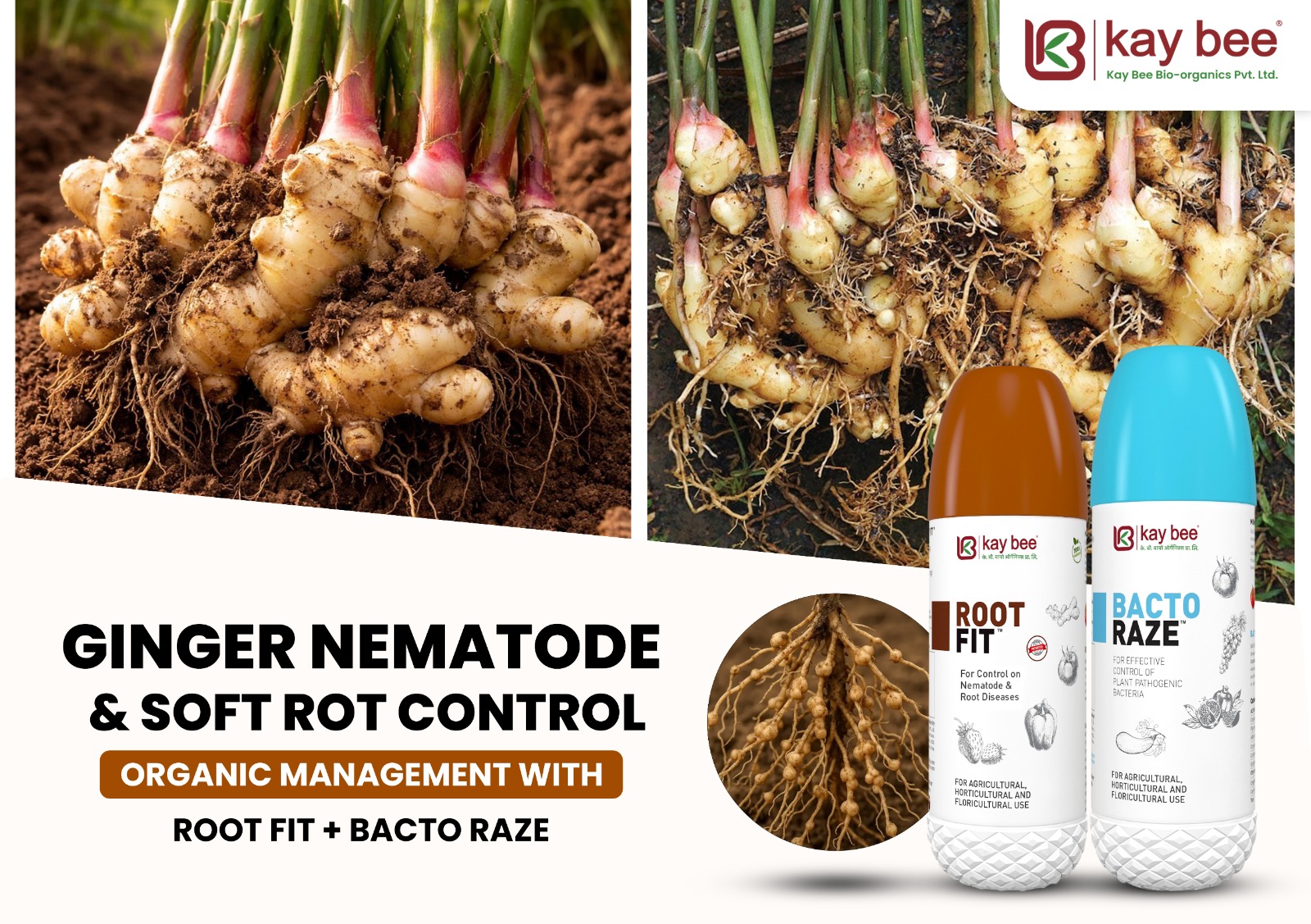 Healthy ginger rhizome with white roots and green tillers free from soft rot and nematodes