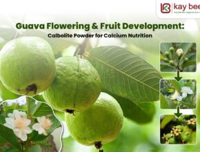 Guava flowering and fruit development using Calbolite Powder for better fruit setting
