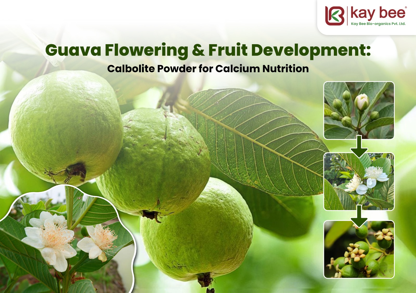 Guava flowering and fruit development using Calbolite Powder for better fruit setting