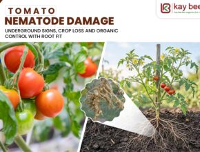 root knot nematode damage and root galls in tomato plants
