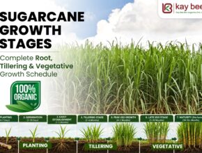 Sugarcane growth stages showing root development, tillering and vegetative growth
