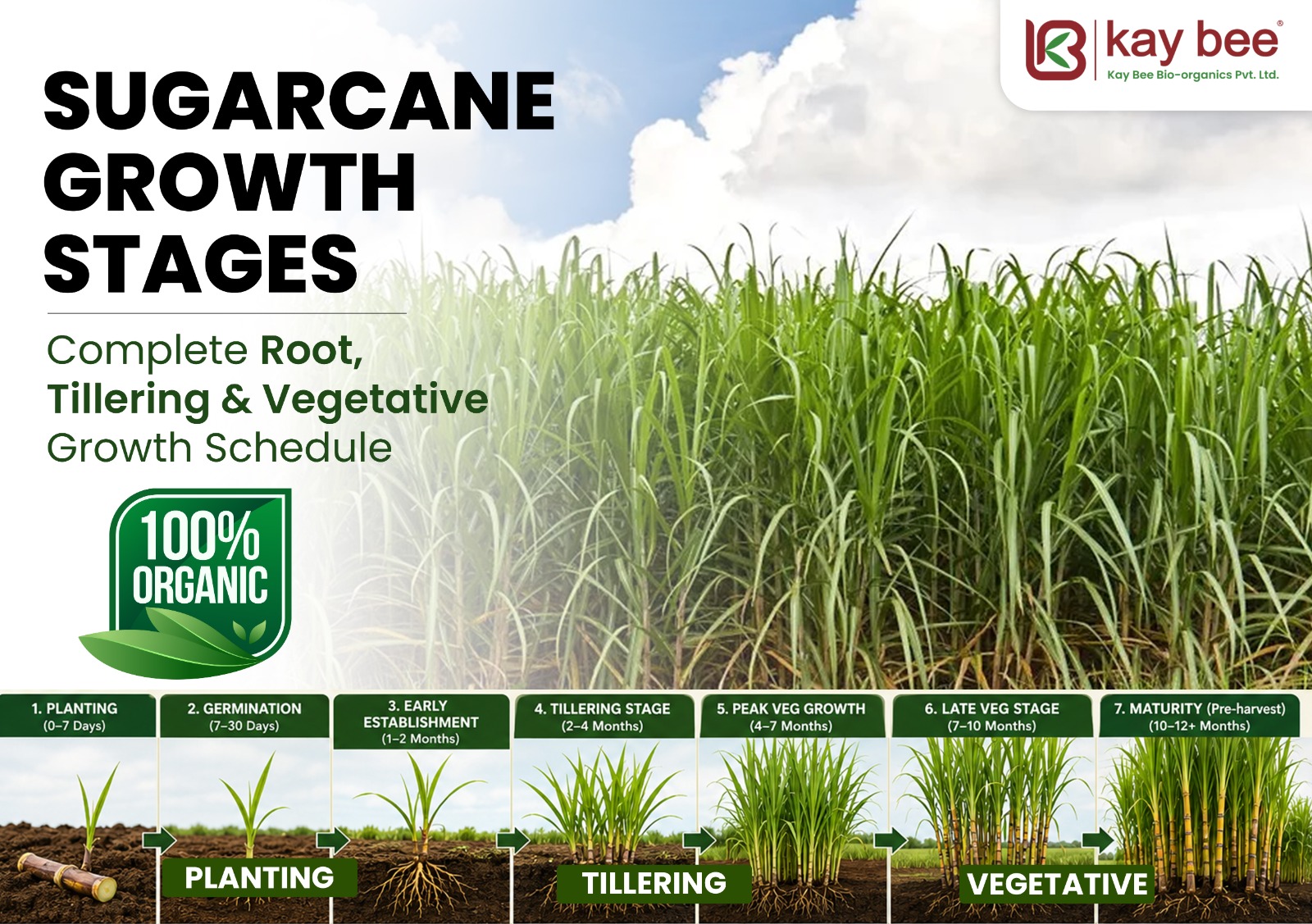 Sugarcane growth stages showing root development, tillering and vegetative growth