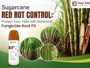 Sugarcane red rot disease showing red discoloration and white patches inside infected stalk