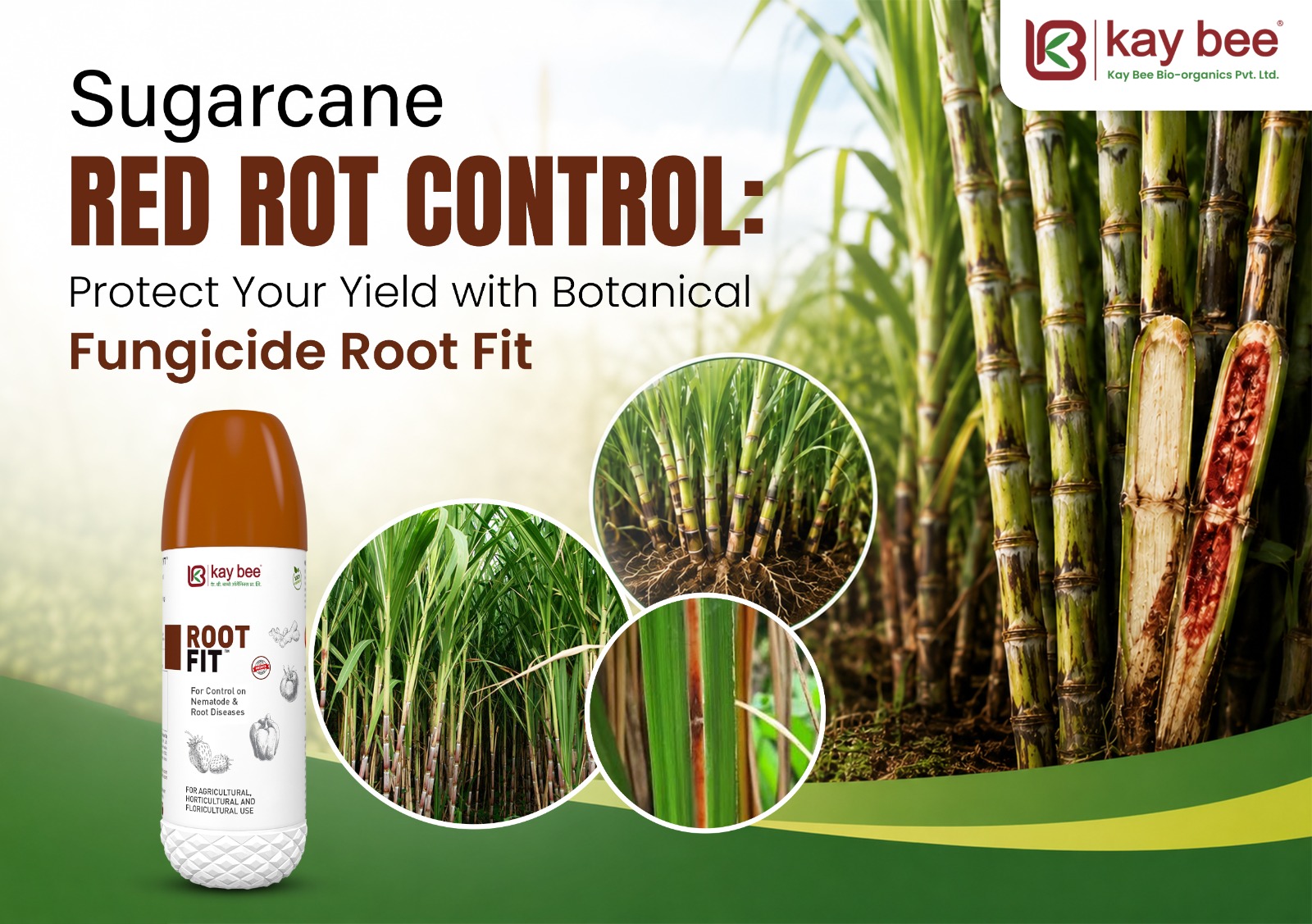 Sugarcane red rot disease showing red discoloration and white patches inside infected stalk