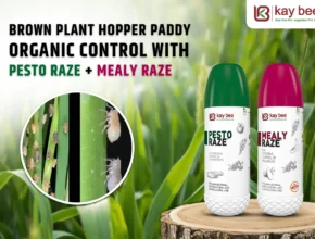 brown plant hopper paddy organic control pesto raze mealy raze