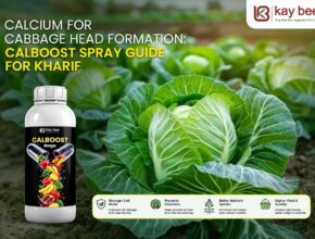Calcium for cabbage head formation using Calboost Ca 11 foliar spray