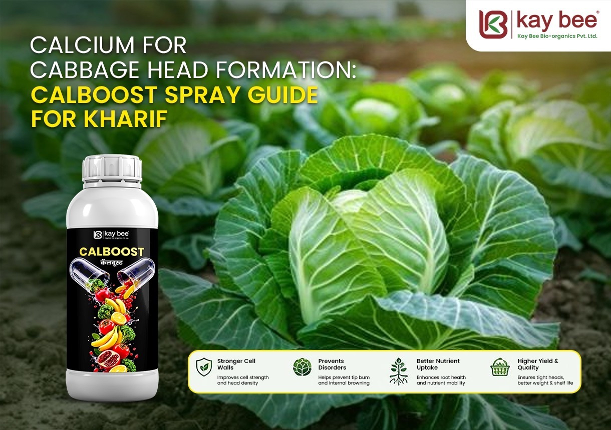 Calcium for cabbage head formation using Calboost Ca 11 foliar spray