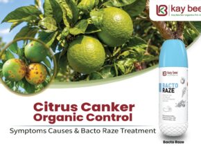 Farmer applying Bacto Raze bio-bactericide foliar spray for citrus canker organic control
