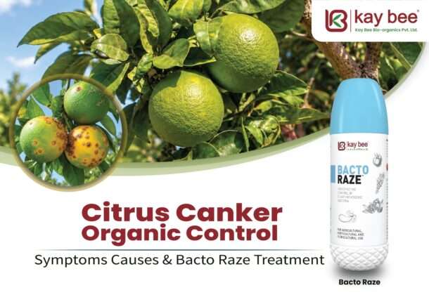 Farmer applying Bacto Raze bio-bactericide foliar spray for citrus canker organic control