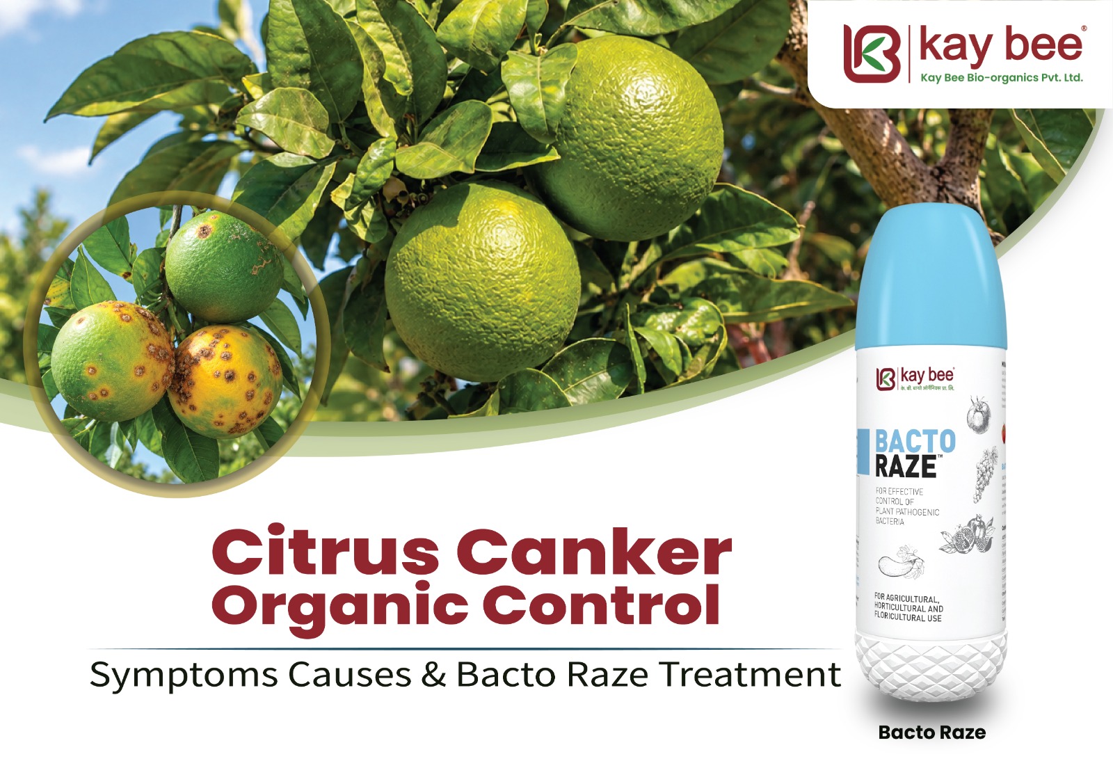 Farmer applying Bacto Raze bio-bactericide foliar spray for citrus canker organic control
