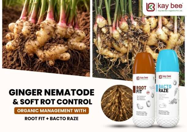 Vigorous ginger white root development and healthy tiller emergence after botanical soil treatment
